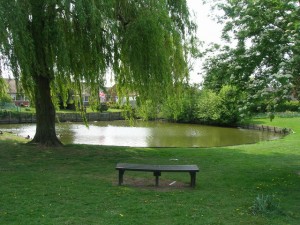 Duck Pond 2